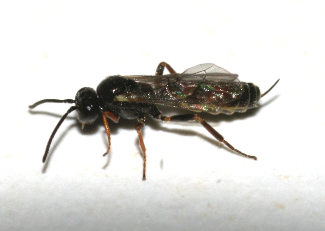 3 imenotteri sfarfallati da galle di rosa canina.